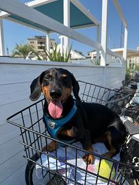 Bassotto per accoppiamento