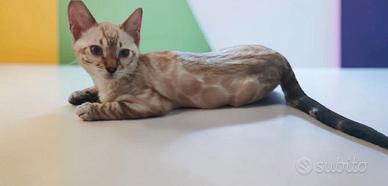 Meravigliosa gattina Bengala Snow Lynx