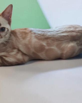 Meravigliosa gattina Bengala Snow Lynx