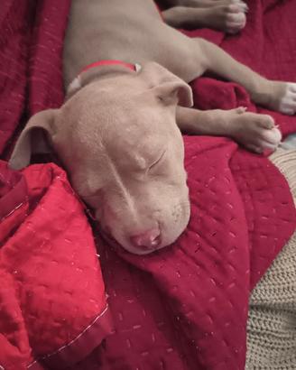 Cucciola di Rednose