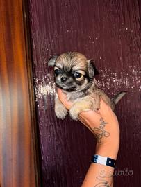 Chihuahua cuccioli
