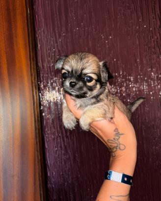 Chihuahua cuccioli