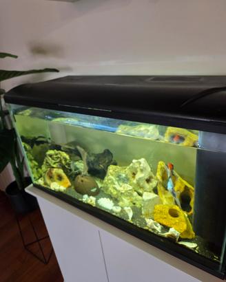 Acquario 95 litri