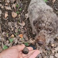 Lagotto romagnola femmina
