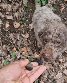 Lagotto romagnola femmina