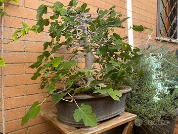 Bonsai collezione varie essenze