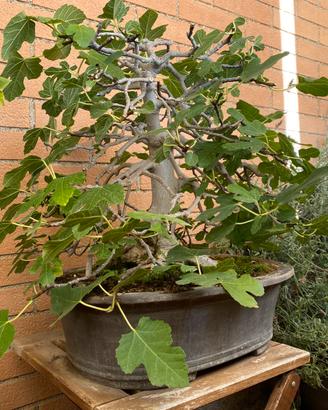 Bonsai collezione varie essenze