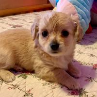 MALTIPOO maltese barboncino