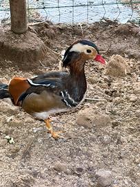 Anatre mandarine coppia