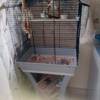 Cocorite più gabbia