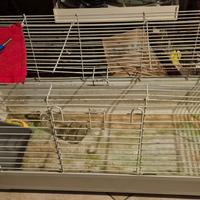 Gabbia conigli/cavia peruviana