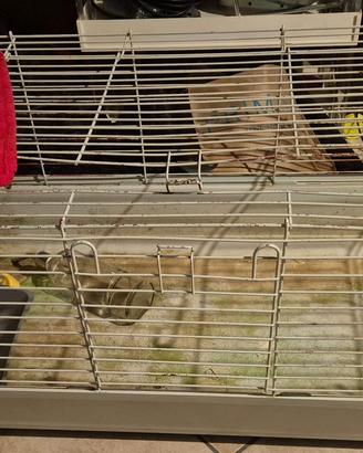 Gabbia conigli/cavia peruviana