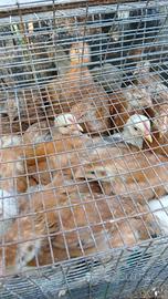 Galline
