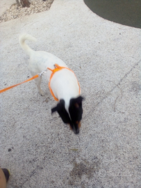 Jack Russel per accoppiamento maschio