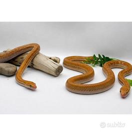 Coppia serpenti Boaedon fuliginosus