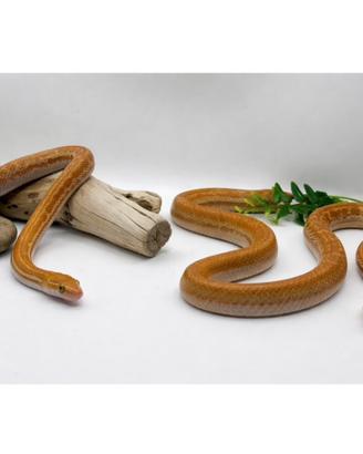 Coppia serpenti Boaedon fuliginosus