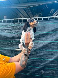 Setter