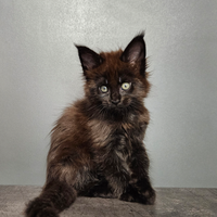 Cuccioli Maine Coon pedigree ANFI