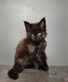 Cuccioli Maine Coon pedigree ANFI