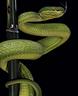 porsche-911-e-targa-2-4-verde-viper-permute
