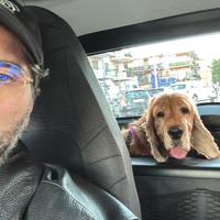 Cocker abituato spazio esterno da adottare