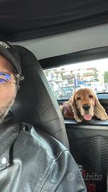 Cocker abituato spazio esterno da adottare