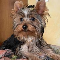 Yorkshire terrier con pedigree enci