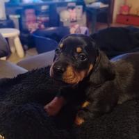 Bassotto nero focato