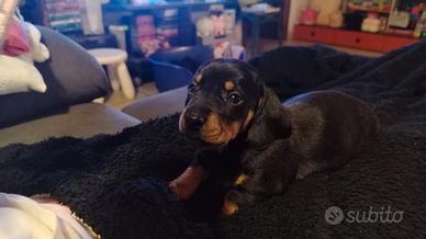 Bassotto nero focato