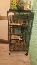 Coppia riproduttiva di degu del cile con gabbia