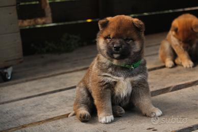 Ultimo cucciolo di Shiba inu