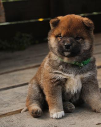 Ultimo cucciolo di Shiba inu