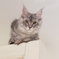 Rehoming per Cucciola Maine Coon di 8 mesi