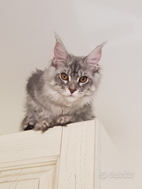 Rehoming per Cucciola Maine Coon di 8 mesi