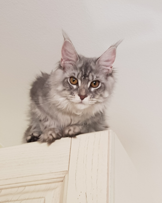 Rehoming per Cucciola Maine Coon di 8 mesi