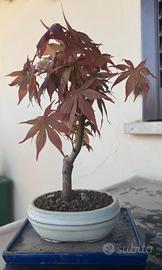 Bonsai Acero Rosso Giapponese