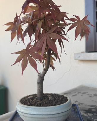 Bonsai Acero Rosso Giapponese