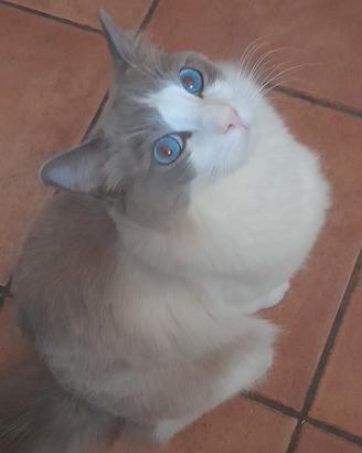 gatti