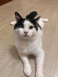 Gatto maschio