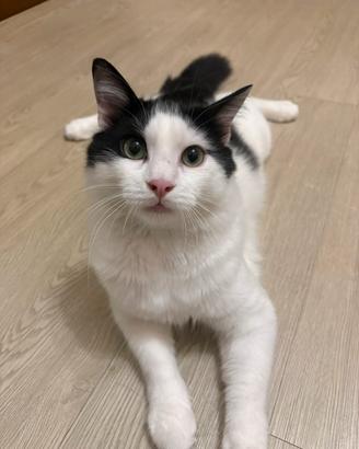 Gatto maschio