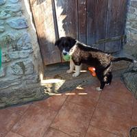 Cuccioli border collie puro con pedigree