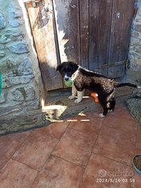 Cuccioli border collie puro con pedigree