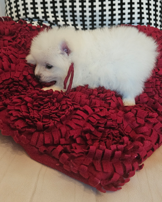 Allevamento Volpini Italiani