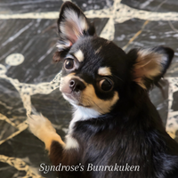 Chihuahua Pelo Lungo