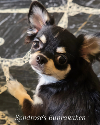 Chihuahua Pelo Lungo