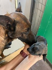 Cuccioli pastore belga Malinois