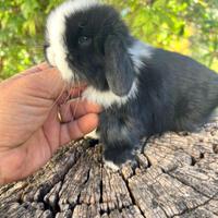 Ariete Nano Mini Lop
