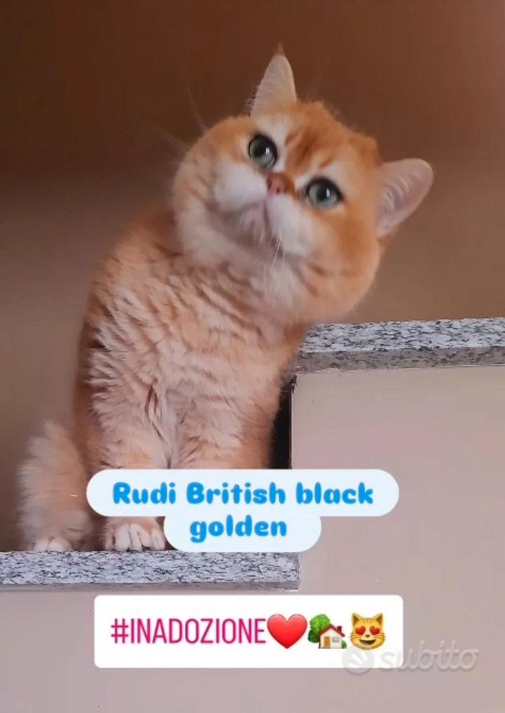 British black golden