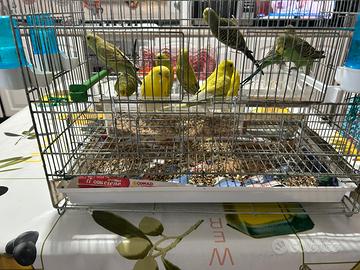 Papagalli cocorite Gialli e verdi
