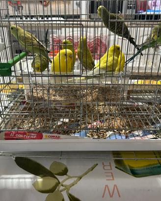 Papagalli cocorite Gialli e verdi